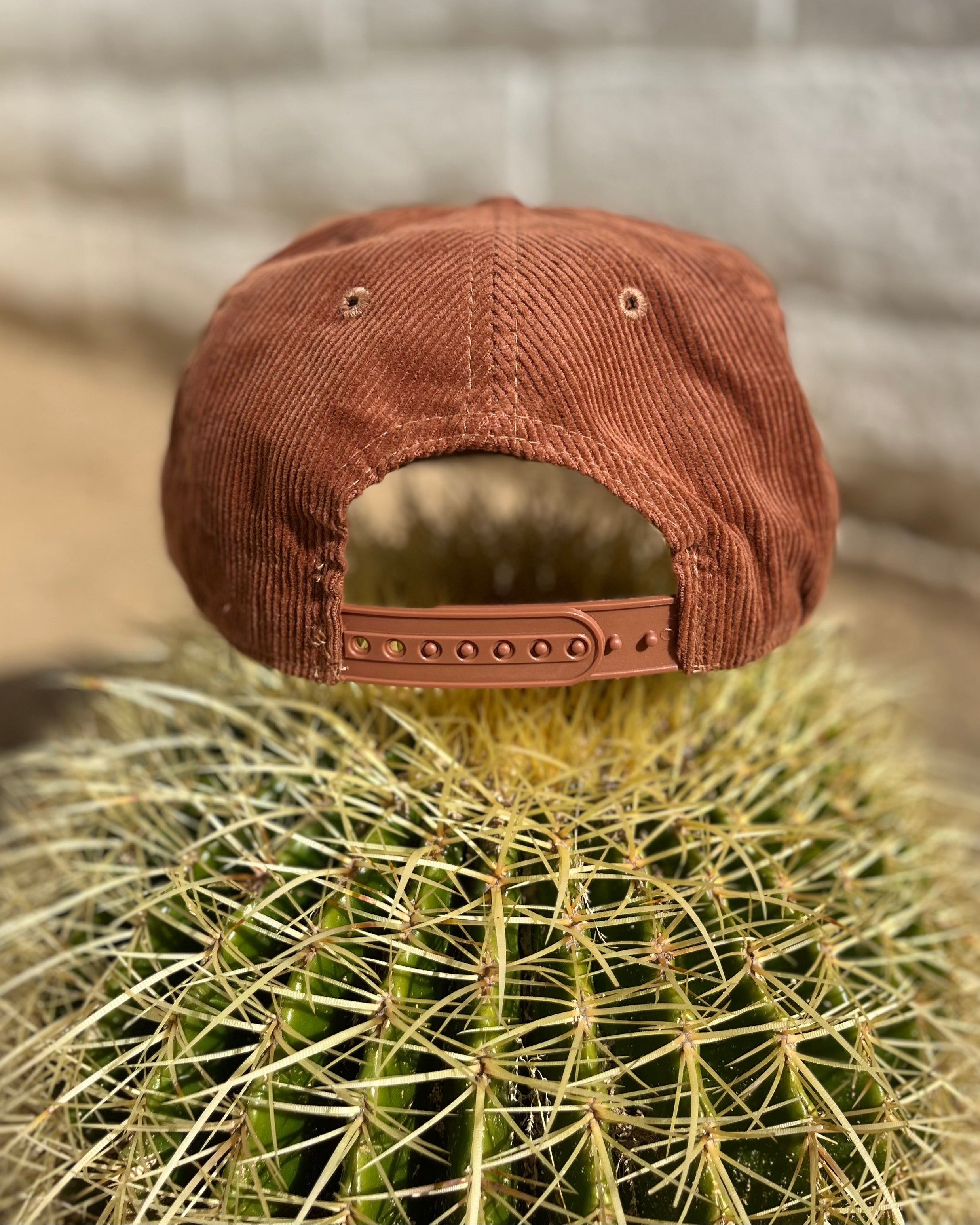 Brown cap on a cactus with a textured wall background